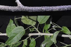 Image result for Croton megalobotrys