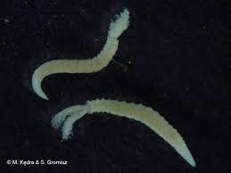 Image result for Polychaeta spp.
