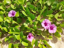 Image result for Ipomoea prismatosyphon