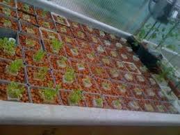 Hydroponic Lettuces In Our Ebb And Flow Table Pre Aquaponics Version Follow The Blog At Http Bit Ly Jv9sll Hydroponics Diy Aquaponics Fish Hydroponics