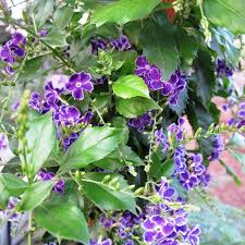 Image result for Duranta erecta