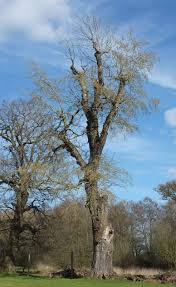 Image result for Populus ×  canescens