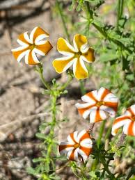 Image result for Jamesbrittenia burkeana