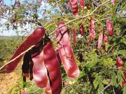 Image result for Acacia brevispica