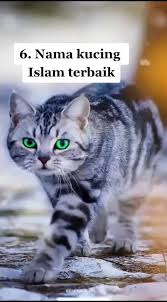 Lalu apakah nama kucing nabi muhammad itu? 6 Nama Kucing Islam Trbaik Fypã‚· Islam Muslim Cat Tayo04 Indonesia Foryou Belumtaudia