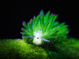 Costasiella Kuroshimae Also Known As Leaf Slug Or Leaf Sheep Is A Species Of Sea Slug And Is One Of The Few Animals In 2020 Sea Slug Scuba Diving Magazine Slugs