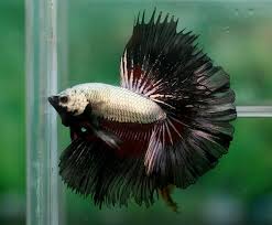 Copper Black Dragon Hm Betta Fish Betta Halfmoon Betta