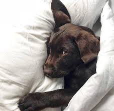 Comment Bien Eduquer Son Chiot Pas A Pas Mois Par Mois Vous Souhaitez Bien Dresser Votre Berger Allemand Plus Vous Allez Vous Chiot Eduquer Un Chiot Chien