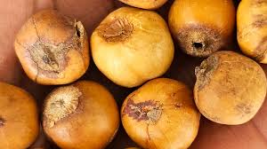 Image result for Afrostyrax lepidophyllus