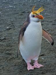 Birds That Look Like Penguins Funnywildlife Penguins Royal Penguin Penguin Breeds