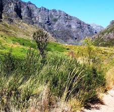 Image result for Halleria elliptica