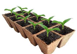 Vegetable starts in terracotta pots. Best Pots For Planting Starting Seeds Family Food Garden