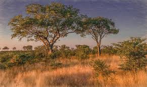 Bonhams fine art auctioneers & valuers: African Landscape Of Kruger National Park Painterly Photograph By Marcy Wielfaert