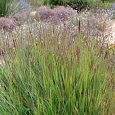 Image result for Panicum monticola