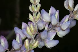 Image result for Lupinus mexicanus