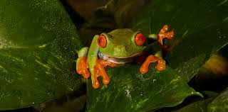 Pacific tree frogs are a robust species of tree frog, which are extremely common in the pacific northwest. Tree Frog Zoo Med Laboratories Inc