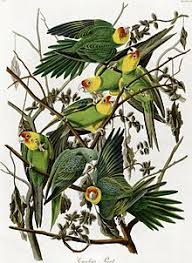 The leaves and stems are used widely in asian and south american cuisines. Conure Wikipedia