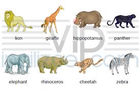 Ingilizce Vahsi Hayvanlar Wild Animals