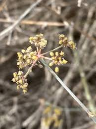 Image result for Deverra burchellii