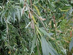 It is now rare in cultivation and has been largely. Salix Alba Alchetron The Free Social Encyclopedia