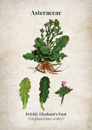 Image result for Elephantopus scaber