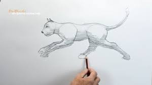 Cat running and slowing down. How To Draw A Cat Running Youtube