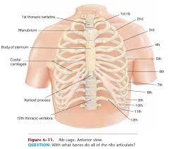 Typical vs atypical ribs explained. Rib Cage Skeleton