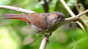 Om toy kcn 02 august 2020. Download 1 Jam Nonstop Flamboyan Gacor Ngebren Dan Nyerecet Panjang Istimewa Buat Pancingan Dan Ma Daily Movies Hub