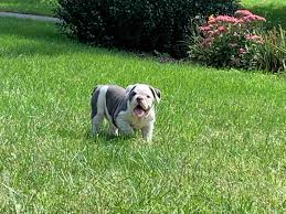 Fundraiser by Sarah Vose : Help Save Chanel