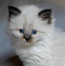 Este gato não tinha nenhum ancestral neva masquerade do principio até ao fim da sua árvore genealógica, um verdadeiro tesouro. Neva Masquerade Ecured