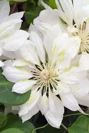 Maybe you would like to learn more about one of these? Clematis Yukiokoshi Climbing Vine With Yellow And Green Flowers Climbing Flowers Clematis Flower Flowering Vines