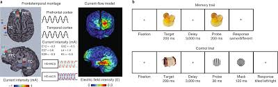 4.8 out of 5 stars. Working Memory Revived In Older Adults By Synchronizing Rhythmic Brain Circuits Nature Neuroscience