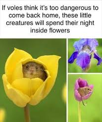 Anybody Else Want One Mademesmile In 2020 Cute Baby Animals Cute Little Animals Cute Funny Animals