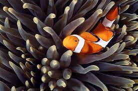 Learn about mutualism with free interactive flashcards. Symbiosis The Art Of Living Together National Geographic Society