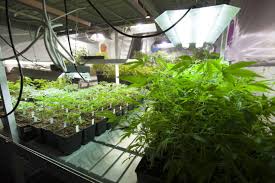 How To Keep Cannabis Mother Plants Alchimia Blog