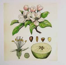 Apple Blossom Botanical Drawing Digital File Of Door Workbox Tree Drawing Botanical Drawings Apple Tree Drawing