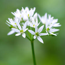 Image result for Allium ursinum