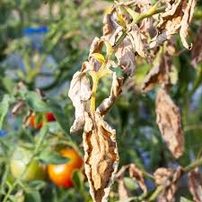 For one, it could be a sign of wilt — leaves turn brown after turning yellow. Fusarium Wilt Symptoms Treatment And Control Planet Natural