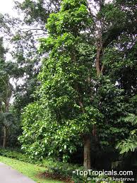 Image result for Sterculia quinqueloba
