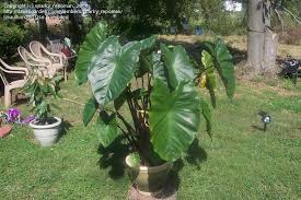 We ship you caladium bulbs and elephant ear bulbs direct from the farm in lake placid, florida the caladium capitol of the world! Plantfiles Pictures Alocasia Upright Elephant Ear Giant Taro Wild Taro Black Stem Alocasia Macrorrhizos By Sparky Repoman