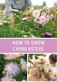 Pin On Cut Flower Garden Growing Resources