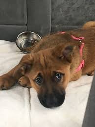 Maybe you would like to learn more about one of these? Pin On Puppies For Sale