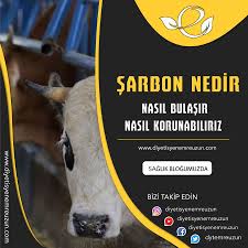 Sarbon Bacillus Anthracis Isimli Bakterinin Sebep Oldugu Bir Hastaliktir Tum Omurgalilari Etkileyebilen Bir Hastalik Olup Bacillus Anthracis Hayvanlar Hayvan