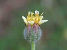 Image result for Tridax