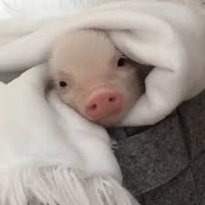 Little Pig In A Blanket | An extra large pig in blanket 😂☺ | By LADbible |  Facebook