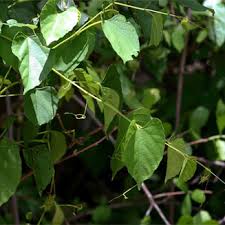 Image result for Cissus integrifolia