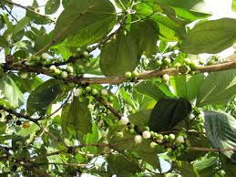 Image result for Bellucia