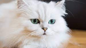 Like royals and noblemen, if the persian cat remains a pureblood, the higher value it holds. How Much Does A Persian Cat Cost That S Crazy
