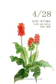 每日一花4 28 haru hello watercolor flowers plant painting art flower painting