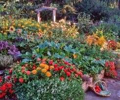 Edible Landscaping Kg Landscape Management Edible Landscaping Edible Garden Urban Garden